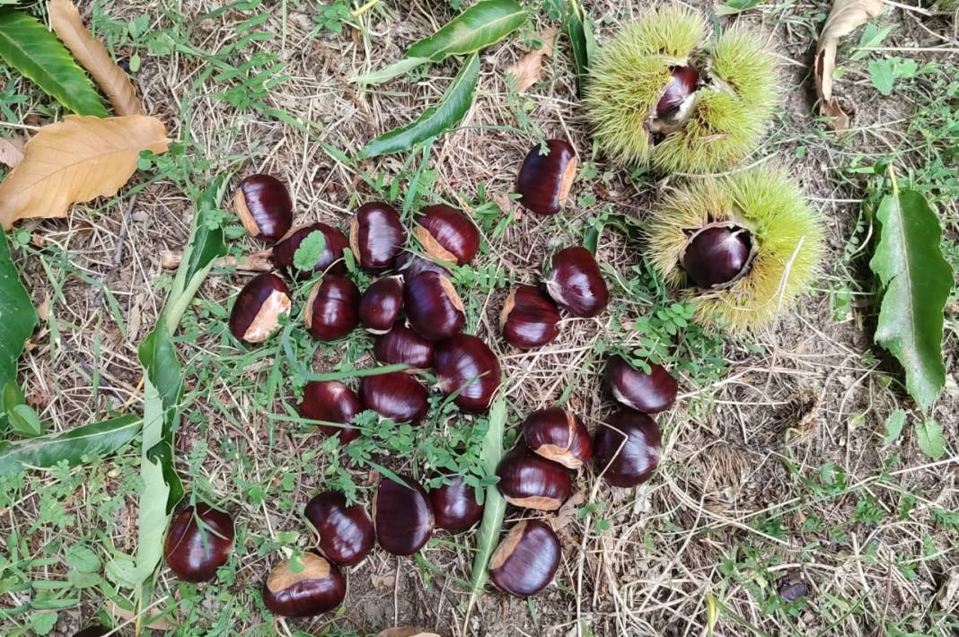 Turfanda kestane hasadı başladı. İlk ürün burada toplandığı için Araplar'ın gözdesi oldu 6